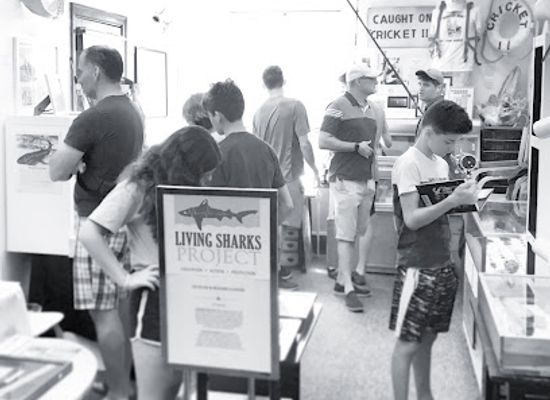 rhode-island/westerly/landmark/living-sharks-museum