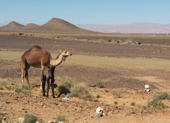morocco/sahara-desert/landmark/sahara-with-locals