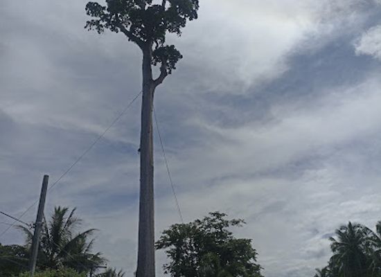 philippines/caraga/landmark/giant-toog-tree