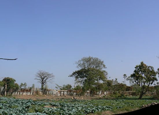 the-gambia/niamina-dankunku/landmark/kachikally-crocodile-pool