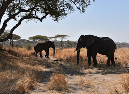 tanzania/katavi-plains/landmark/katavi-national-park