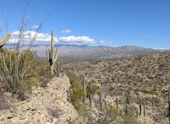 arizona/saguaro-national-park/landmark/saguaro-wilderness