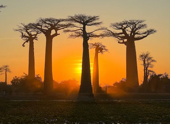 madagascar/ihorombe/landmark/avenue-of-the-baobabs