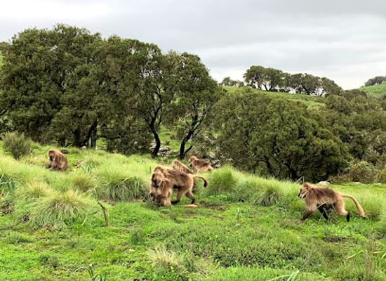 ethiopia/simien-mountains-national-park/landmark/semien-gebirge-nationalpark-eingang