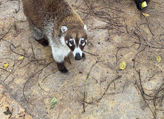 mexico/cancun/landmark/coatis-area