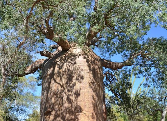 madagascar/atsimo-andrefana/landmark/reserve-reniala