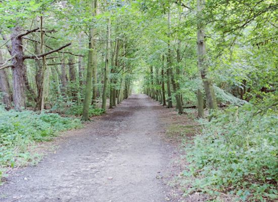 belgium/de-haan/landmark/gr-5a-wandelboom