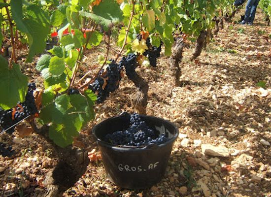 france/burgundy-vineyards/landmark/domaine-af-gros