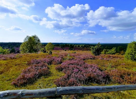 germany/lüneburg-heath/landmark/wilseder-berg