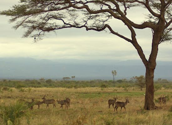 kenya/chyulu-hills/landmark/meru-national-park