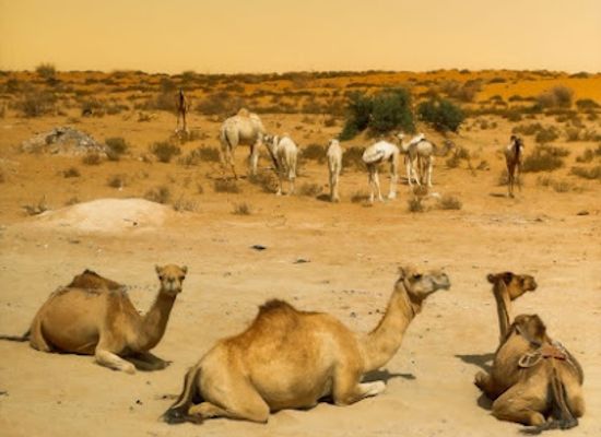 mauritania/nema/landmark/tours-in-mauritania