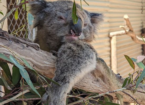 australia/mallee/landmark/warrnambool-wildlife-encounters-bookings-only