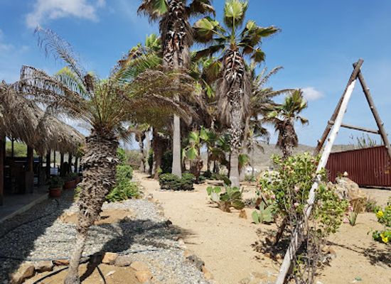 aruba/santa-cruz/landmark/aruba-ostrich-farm