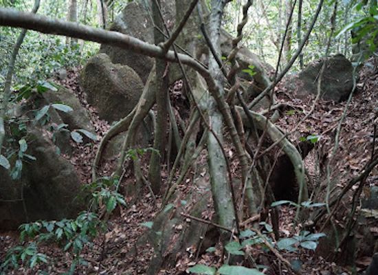 cameroon/bouba-njida-national-park/landmark/campo-reserve