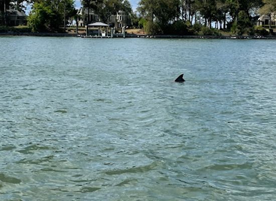 south-carolina/hilton-head-island/landmark/island-explorer-dolphin-and-nature-tours-hilton-head