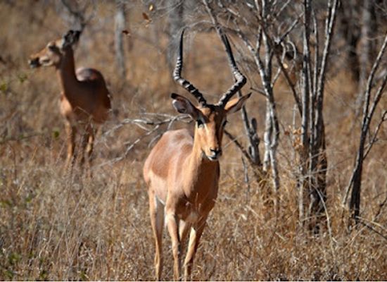 south-africa/bushveld/landmark/bushveld-safaris-game-farm