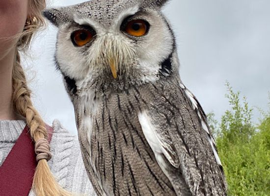 ireland/killarney-national-park/landmark/killarney-falconry