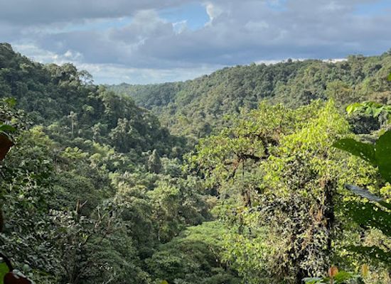 ecuador/northern-sierra/landmark/milpe-bird-sanctuary-mindo-cloudforest-foundation