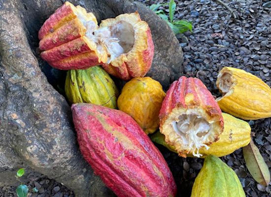 grenada/saint-george/landmark/laura-herb-and-spice-garden