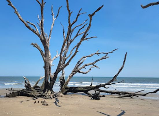 south-carolina/edisto-island/landmark/botany-bay-heritage-preserve-wildlife-management-area