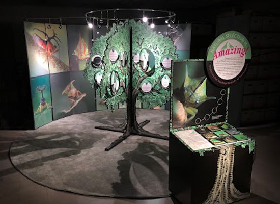 connecticut/windham-county/landmark/connecticut-state-museum-of-natural-history