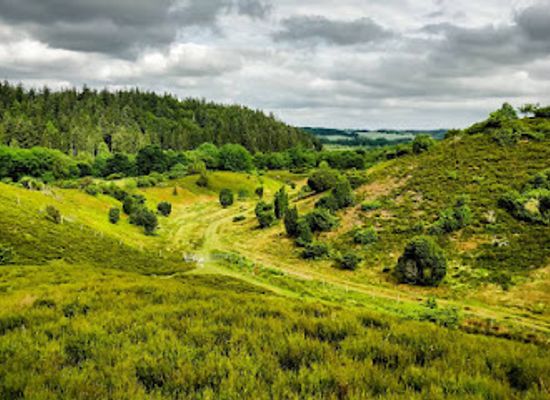 denmark/rebild-national-park/attraction/rold-skov