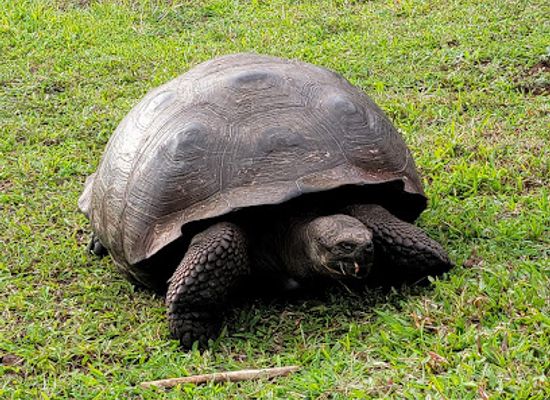 ecuador/northwest-coast/landmark/parque-nacional-galapagos