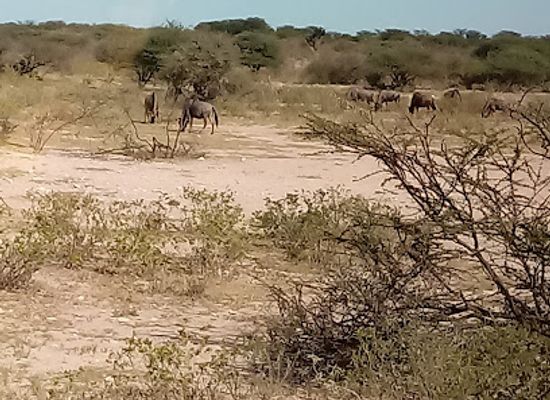 botswana/makgadikgadi-pans/landmark/orapa-game-park