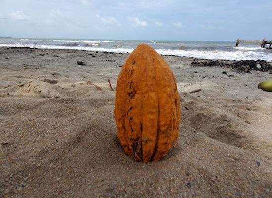 belize/san-ignacio/landmark/ajaw-chocolate-ltd