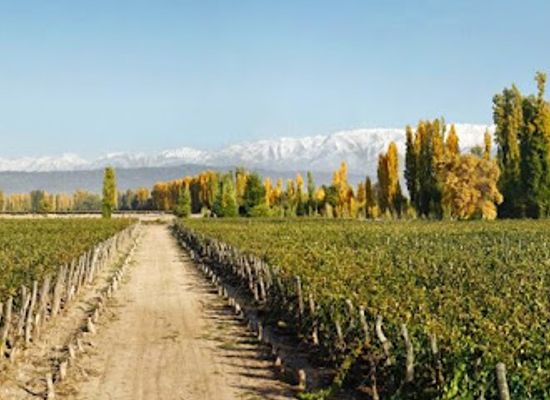 argentina/cuyo/landmark/martino-wines
