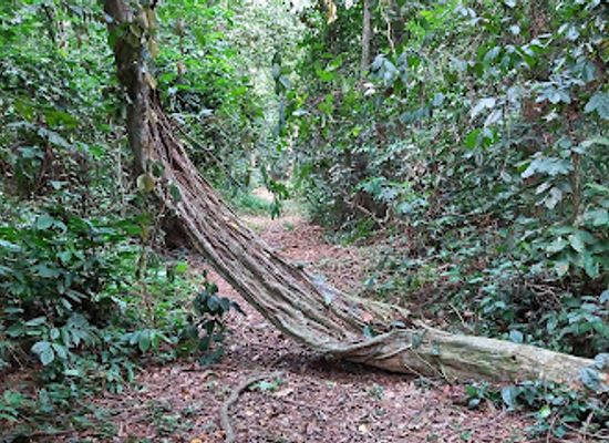 gabon/pongara-national-park/landmark/sibang-arboretum