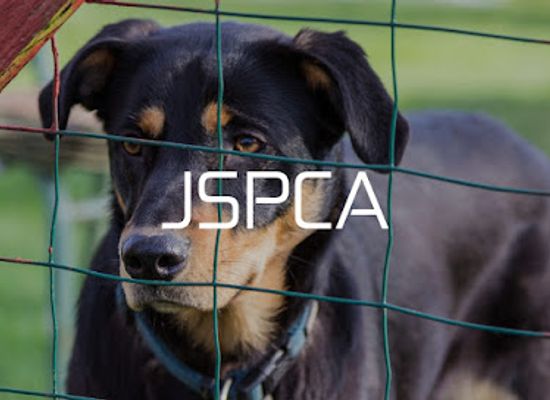 jersey/saint-saviour/landmark/jspca-animal-shelter