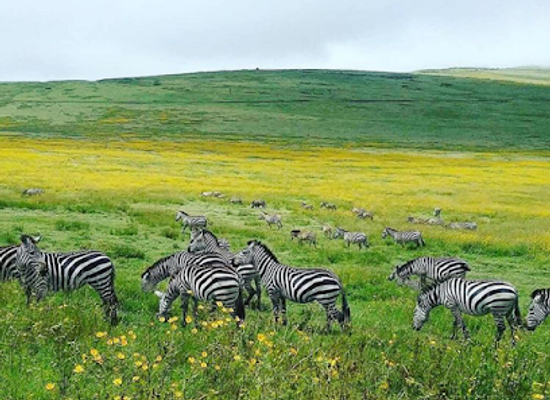 tanzania/selous-game-reserve/landmark/kitulo-national-park