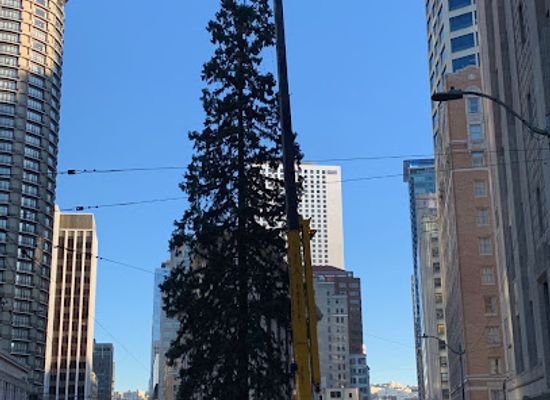 washington/puget-sound/landmark/seattle-s-giant-sequoia-tree