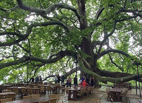 turkiye/mysia/landmark/inkaya-historical-plane-tree-610-tree-old