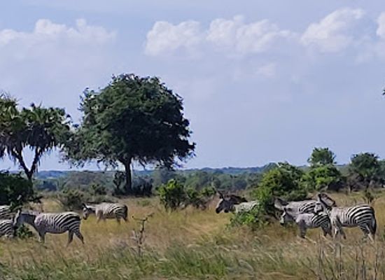 tanzania/selous-game-reserve/landmark/saadani-national-park