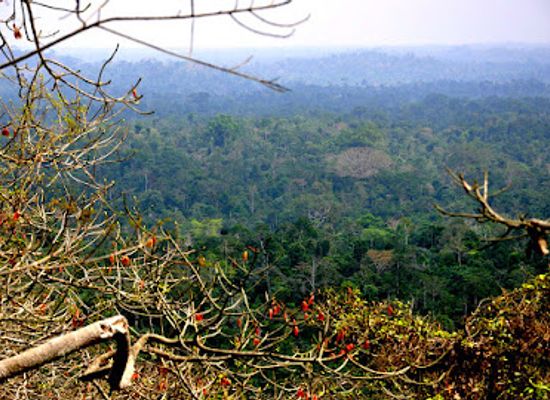 nigeria/owu-forest-reserve/landmark/omo-forest-reserve