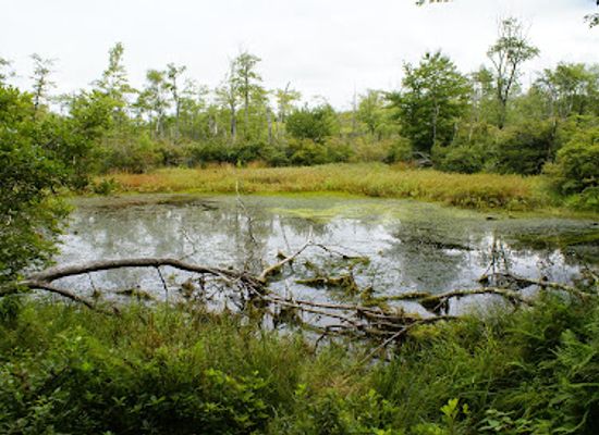rhode-island/kent-county/landmark/wickaboxet-management-area