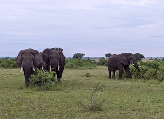 uganda/queen-elizabeth-national-park/landmark/queen-elizabeth-national-park-uganda