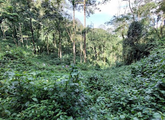 uganda/bwindi-impenetrable-national-park/landmark/inside-bwindi-forest-national-park