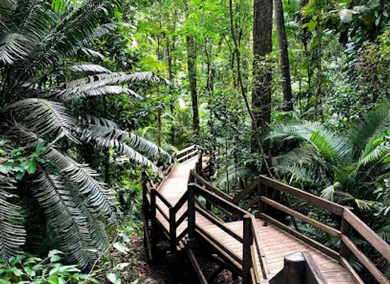 australia/daintree-rainforest/landmark/jindalba-boardwalk