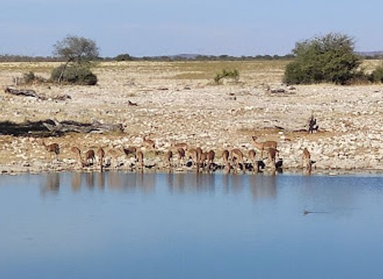 namibia/skeleton-coast/landmark/okaukuejo-etosha