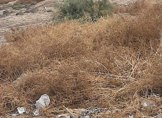 iraq/diyala-region/landmark/tel-alillai