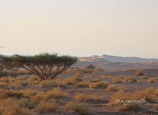 israel/arava/landmark/wadi-araba