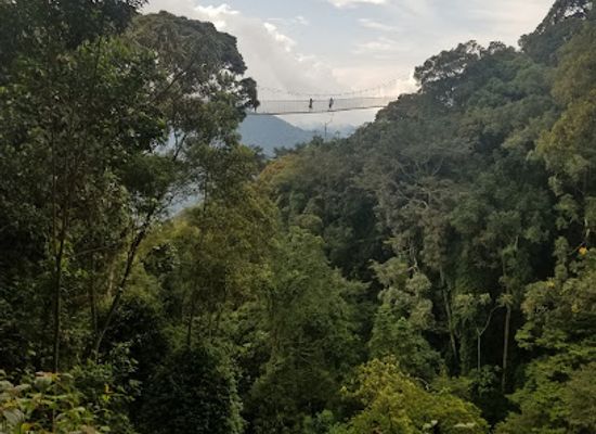 rwanda/nyungwe-forest-national-park/landmark/nyungwe