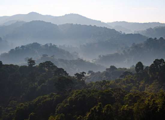 rwanda/nyungwe-forest-national-park/landmark/gishwati-mukura-national-park-and-biosphere-reserve
