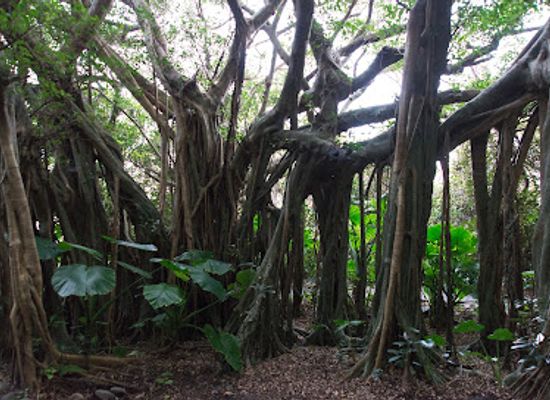japan/yakushima/landmark/shitoko-gajumaru-banyan-park