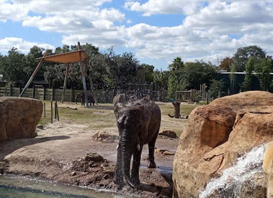 florida/tampa/seminole-heights/landmark/zootampa-at-lowry-park