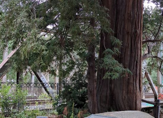 california/silicon-valley/landmark/el-palo-alto-tree-namesake-tree-of-city-of-palo-alto