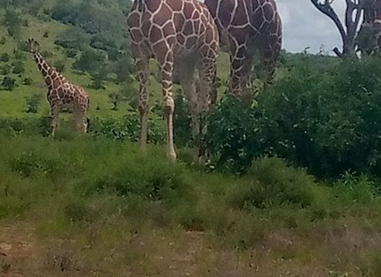 kenya/shaba-national-reserve/landmark/samburu-intrepids